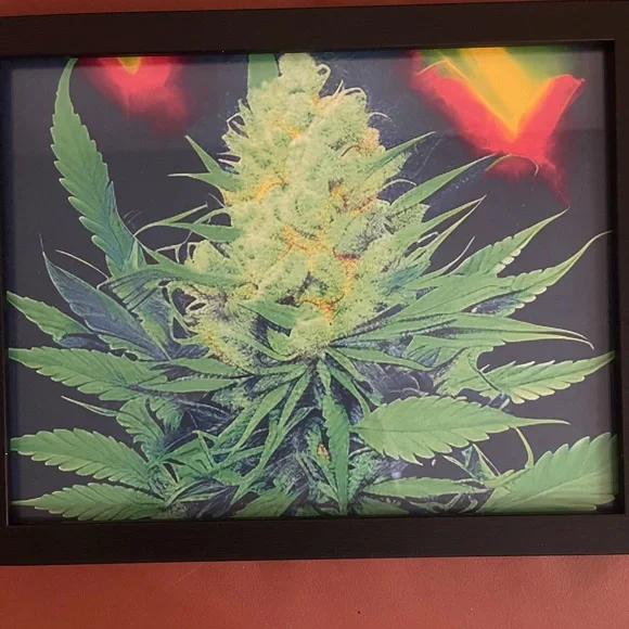 Pop Art Digital Framed Cannabis Plant - Picture 2 of 3